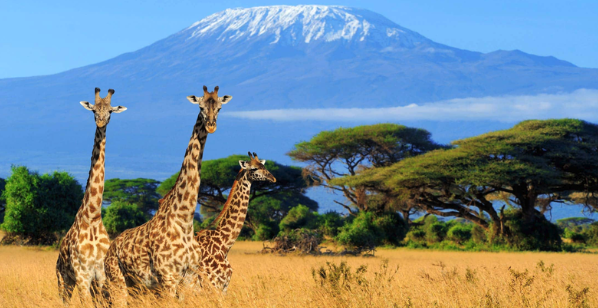 Kilimanjaro